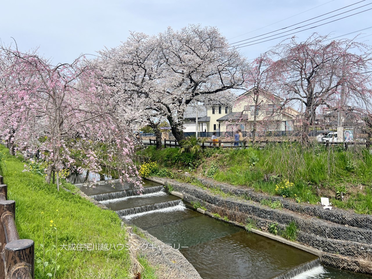 その他現地-春になると川に沿って約500mの桜並木に花が咲き誇る絶景のお花見スポット、新河岸川まで徒歩１分！　現地写真2024.4.7撮影